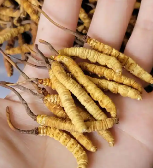 冬蟲(chóng)夏草回收